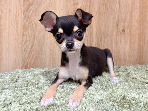 広島県のチワワ(ロング) (アミーゴ広島商工センター店/2025年12月29日生まれ/女の子/ブラックタンホワイト)の子犬