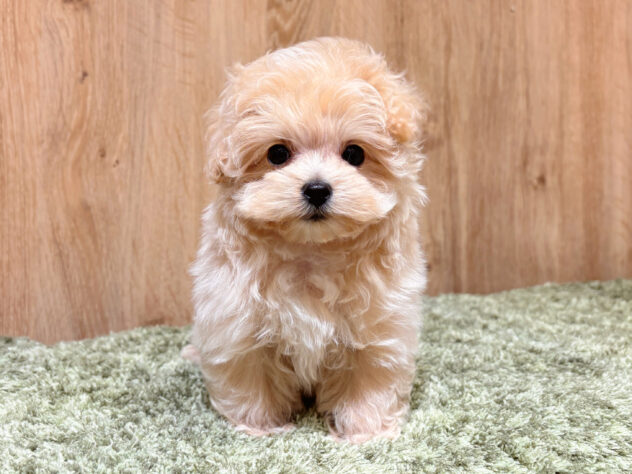 広島県のハーフ犬・ミックス犬 (アミーゴ広島商工センター店/2025年12月31日生まれ/男の子/クリーム)の子犬