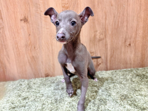 広島県のイタリアングレーハウンド (アミーゴ広島商工センター店/2025年12月27日生まれ/男の子/ブルーホワイト)の子犬の2枚目の画像