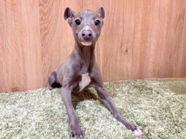 広島県のイタリアングレーハウンド (アミーゴ広島商工センター店/2025年12月27日生まれ/男の子/ブルーホワイト)の子犬の1枚目の画像