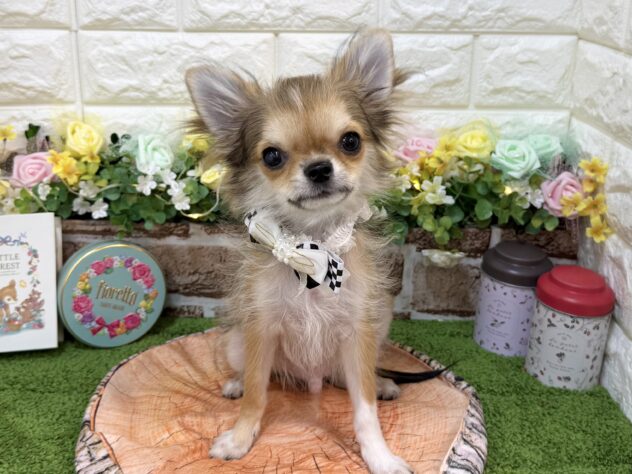 兵庫県のチワワ(ロング) (ワンキャラット アミーゴ姫路花田店/2025年11月21日生まれ/男の子/セーブルホワイト)の子犬の2枚目の画像