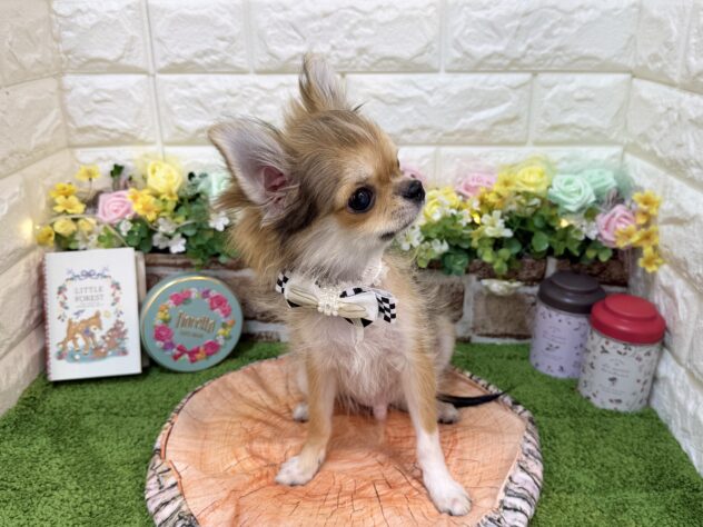 兵庫県のチワワ(ロング) (ワンキャラット アミーゴ姫路花田店/2025年11月21日生まれ/男の子/セーブルホワイト)の子犬の3枚目の画像