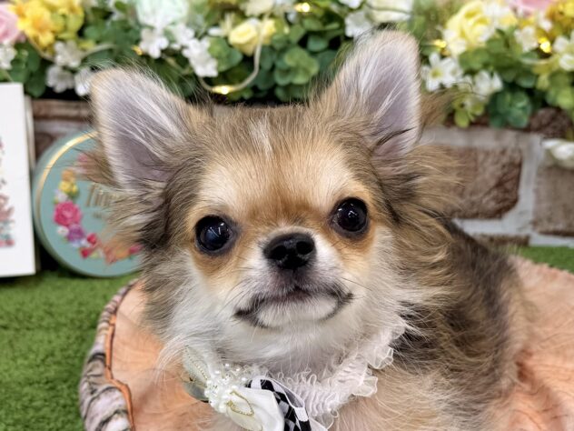 兵庫県のチワワ(ロング) (ワンキャラット アミーゴ姫路花田店/2025年11月21日生まれ/男の子/セーブルホワイト)の子犬の1枚目の画像