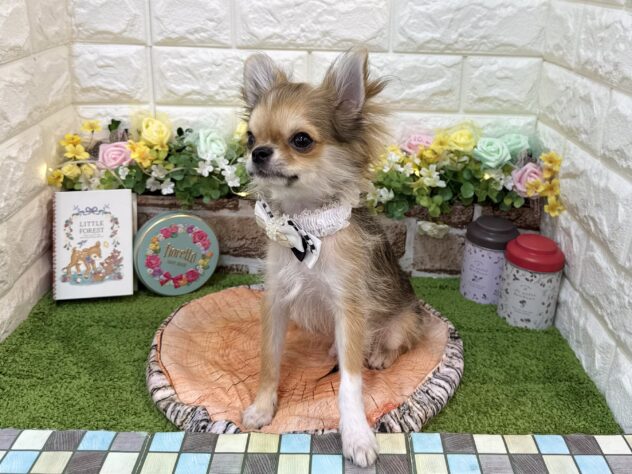 兵庫県のチワワ(ロング) (ワンキャラット アミーゴ姫路花田店/2025年11月21日生まれ/男の子/セーブルホワイト)の子犬の4枚目の画像