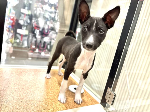 広島県のバセンジー (アミーゴ広島商工センター店/2025年12月11日生まれ/男の子/ブラックホワイト)の子犬の2枚目の画像