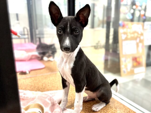 広島県のバセンジー (アミーゴ広島商工センター店/2025年12月11日生まれ/男の子/ブラックホワイト)の子犬