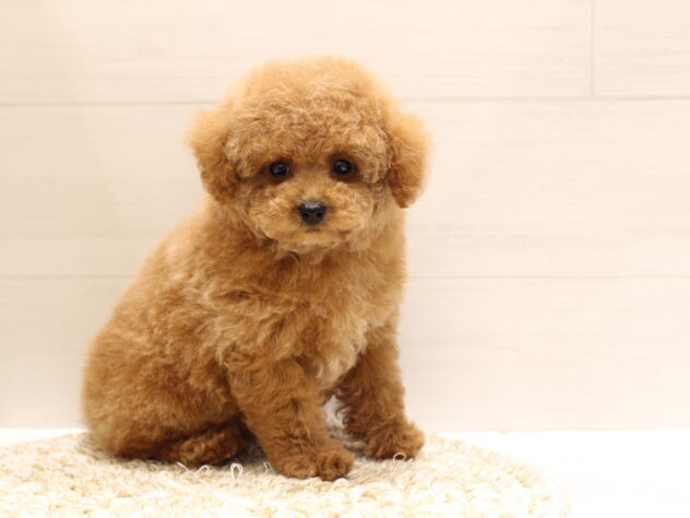 大阪府のトイプードル(トイ) (ペット・プラザ アミーゴ箕面店/2026年1月26日生まれ/女の子/レッド)の子犬の2枚目の画像