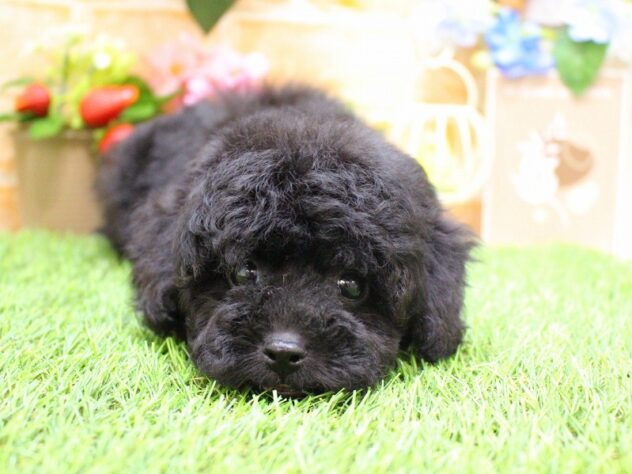 兵庫県のトイプードル(トイ) (ペット・プラザ アミーゴ三田店/2026年1月4日生まれ/女の子/ブラック)の子犬の4枚目の画像