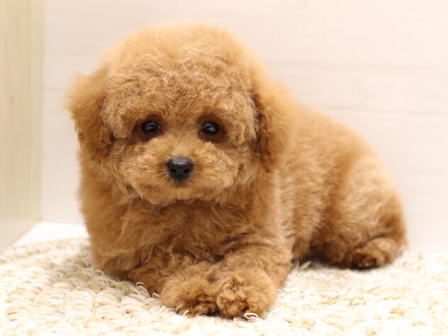 大阪府のトイプードル(トイ) (ペット・プラザ アミーゴ箕面店/2026年1月26日生まれ/女の子/レッド)の子犬の3枚目の画像