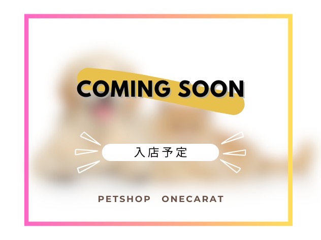 香川県のビーグル (ワンキャラット アミーゴ高松店/2025年10月2日生まれ/男の子/ブラックタンホワイト)の子犬