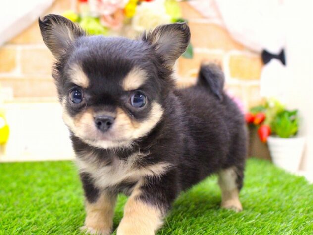 兵庫県のチワワ(ロング) (ペット・プラザ アミーゴ三田店/2026年1月2日生まれ/男の子/ブラックタンホワイト)の子犬の2枚目の画像