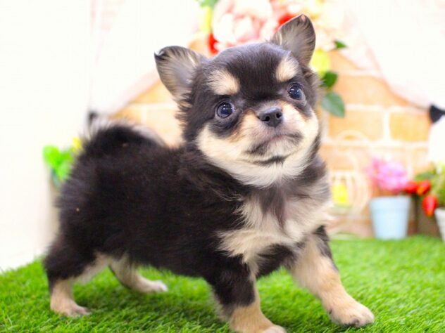 兵庫県のチワワ(ロング) (ペット・プラザ アミーゴ三田店/2026年1月2日生まれ/男の子/ブラックタンホワイト)の子犬の3枚目の画像