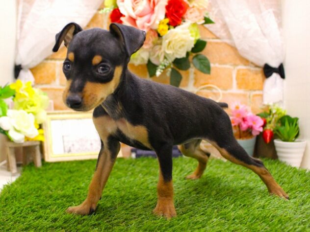 兵庫県のミニチュアピンシャー (ペット・プラザ アミーゴ三田店/2026年1月11日生まれ/男の子/ブラックタン)の子犬の2枚目の画像