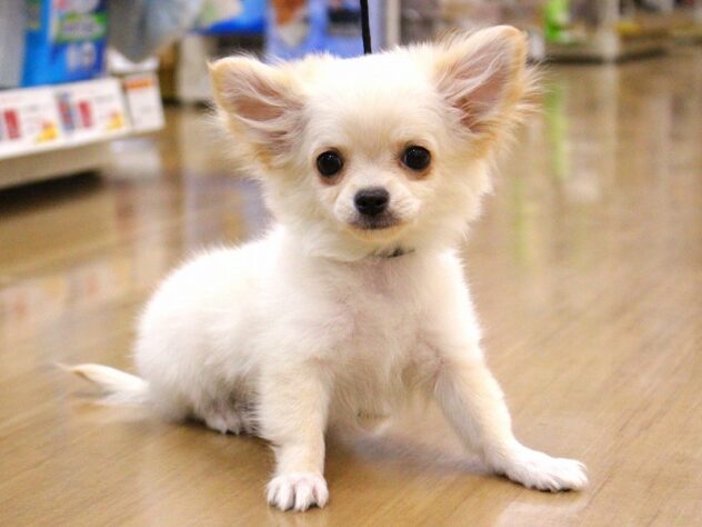 兵庫県のチワワ(ロング) (ペット・プラザ アミーゴ三田店/2025年11月12日生まれ/男の子/クリームホワイト)の子犬の4枚目の画像