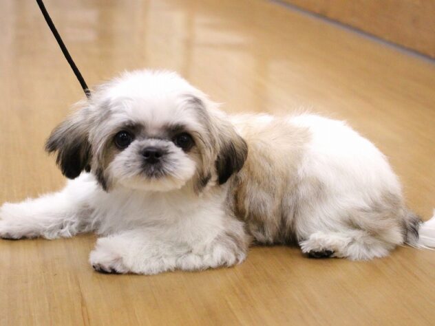 兵庫県のハーフ犬・ミックス犬 (ペット・プラザ アミーゴ三田店/2025年11月2日生まれ/男の子/レッドホワイト)の子犬の4枚目の画像