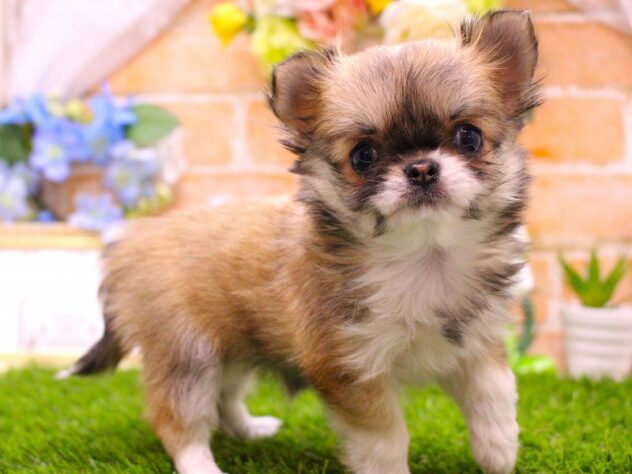 兵庫県のチワワ(ロング) (ペット・プラザ アミーゴ三田店/2026年1月11日生まれ/女の子/レッドホワイト)の子犬の3枚目の画像