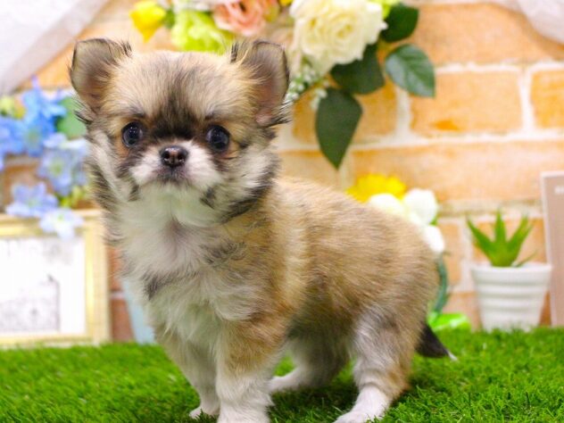 兵庫県のチワワ(ロング) (ペット・プラザ アミーゴ三田店/2026年1月11日生まれ/女の子/レッドホワイト)の子犬の2枚目の画像