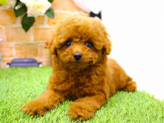 兵庫県のトイプードル(トイ) (ペット・プラザ アミーゴ三田店/2026年1月15日生まれ/女の子/レッドフォーン)の子犬の3枚目の画像