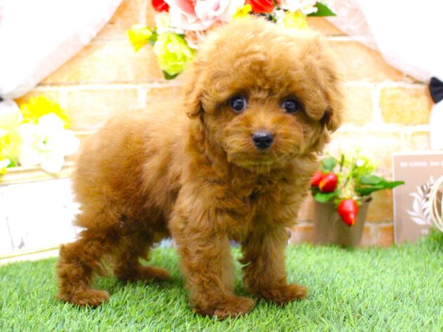 兵庫県のトイプードル(トイ) (ペット・プラザ アミーゴ三田店/2026年1月15日生まれ/女の子/レッドフォーン)の子犬の2枚目の画像