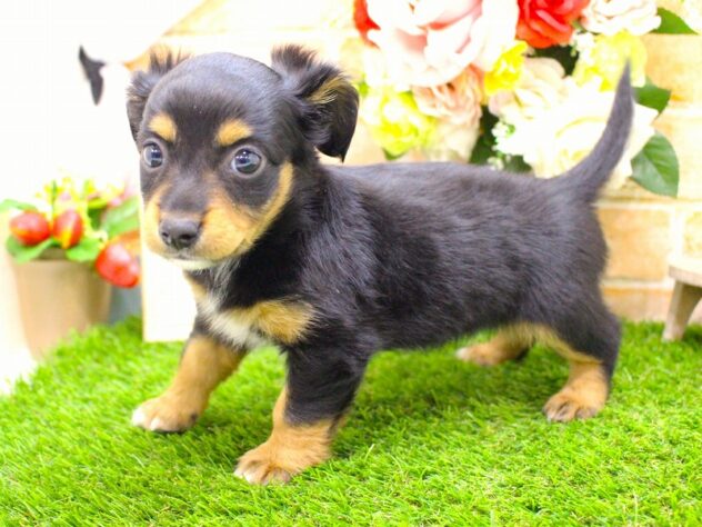 兵庫県のハーフ犬・ミックス犬 (ペット・プラザ アミーゴ三田店/2026年1月25日生まれ/女の子/ブラックタン)の子犬の3枚目の画像