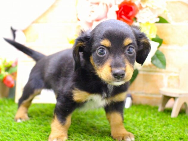 兵庫県のハーフ犬・ミックス犬 (ペット・プラザ アミーゴ三田店/2026年1月25日生まれ/女の子/ブラックタン)の子犬の2枚目の画像