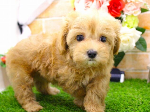 兵庫県のハーフ犬・ミックス犬 (ペット・プラザ アミーゴ三田店/2026年1月26日生まれ/男の子/アプリコット)の子犬の3枚目の画像