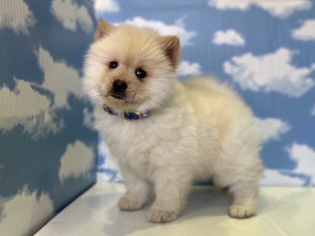 山形県のハーフ犬・ミックス犬 (アミーゴ山形北店/2026年1月5日生まれ/男の子/クリーム)の子犬の2枚目の画像