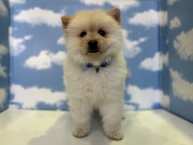 山形県のハーフ犬・ミックス犬 (アミーゴ山形北店/2026年1月5日生まれ/男の子/クリーム)の子犬の1枚目の画像