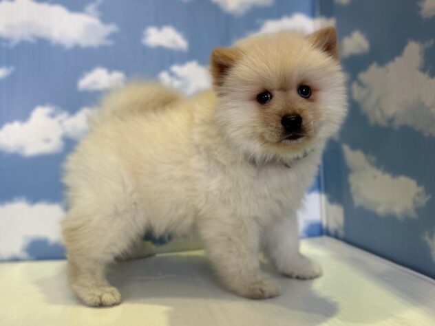 山形県のハーフ犬・ミックス犬 (アミーゴ山形北店/2026年1月5日生まれ/男の子/クリーム)の子犬の3枚目の画像