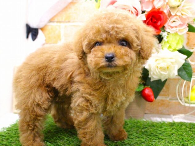 兵庫県のトイプードル(トイ) (ペット・プラザ アミーゴ三田店/2026年1月23日生まれ/女の子/レッドフォーン)の子犬の3枚目の画像