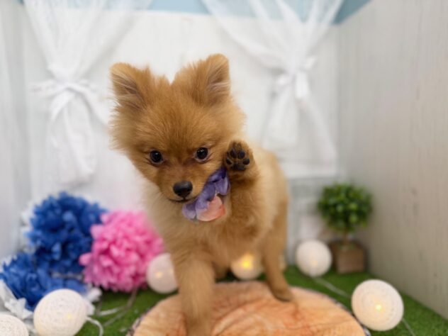 香川県のポメラニアン (ワンキャラット アミーゴ高松店/2025年9月28日生まれ/男の子/オレンジ)の子犬の3枚目の画像