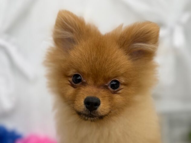 香川県のポメラニアン (ワンキャラット アミーゴ高松店/2025年9月28日生まれ/男の子/オレンジ)の子犬の1枚目の画像
