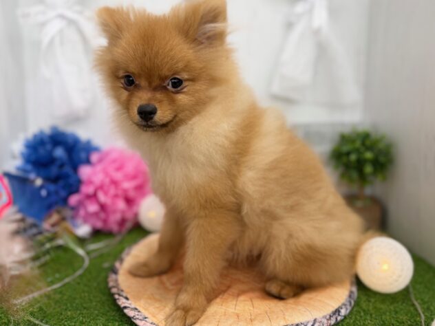 香川県のポメラニアン (ワンキャラット アミーゴ高松店/2025年9月28日生まれ/男の子/オレンジ)の子犬の2枚目の画像