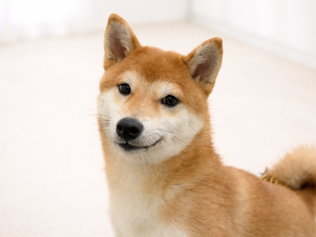 香川県の柴犬(標準サイズ) (ワンキャラット アミーゴ高松店/2025年7月23日生まれ/男の子/赤)の子犬