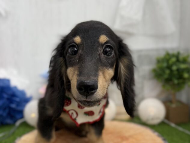 香川県のミニチュアダックスフンド(ロング) (ワンキャラット アミーゴ高松店/2025年11月10日生まれ/女の子/ブラックタン)の子犬の1枚目の画像