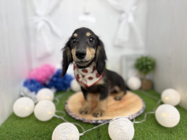 香川県のミニチュアダックスフンド(ロング) (ワンキャラット アミーゴ高松店/2025年11月10日生まれ/女の子/ブラックタン)の子犬の2枚目の画像