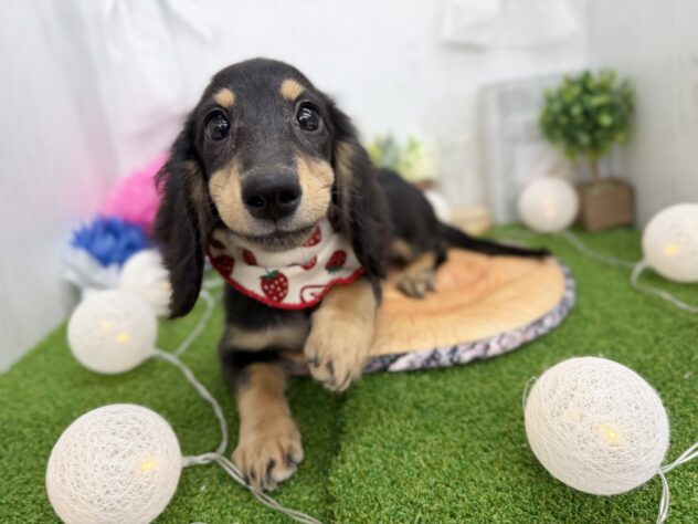 香川県のミニチュアダックスフンド(ロング) (ワンキャラット アミーゴ高松店/2025年11月10日生まれ/女の子/ブラックタン)の子犬の3枚目の画像