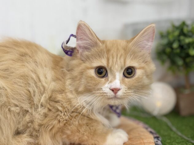 香川県のミヌエット (ワンキャラット アミーゴ高松店/2025年10月19日生まれ/男の子/レッドタビーホワイト)の子猫の1枚目の画像