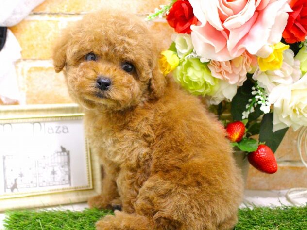 兵庫県のトイプードル(トイ) (ペット・プラザ アミーゴ三田店/2026年1月23日生まれ/女の子/レッドフォーン)の子犬の2枚目の画像