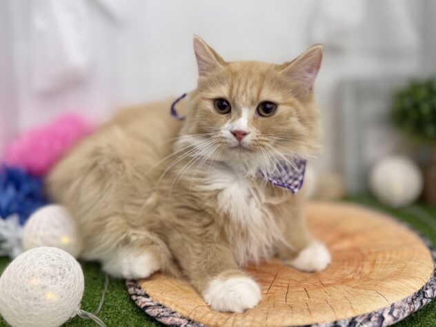 香川県のミヌエット (ワンキャラット アミーゴ高松店/2025年10月19日生まれ/男の子/レッドタビーホワイト)の子猫の2枚目の画像