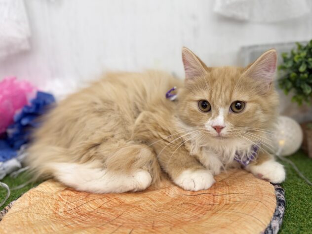 香川県のミヌエット (ワンキャラット アミーゴ高松店/2025年10月19日生まれ/男の子/レッドタビーホワイト)の子猫の3枚目の画像