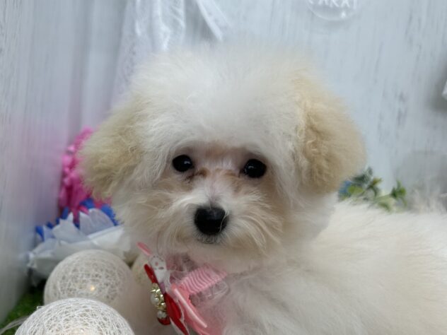 香川県のトイプードル(トイ) (ワンキャラット アミーゴ高松店/2025年11月13日生まれ/女の子/ホワイト)の子犬の1枚目の画像