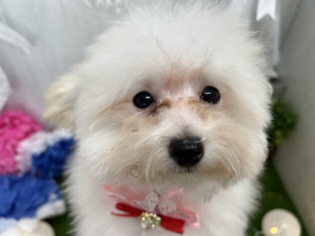 香川県のトイプードル(トイ) (ワンキャラット アミーゴ高松店/2025年11月13日生まれ/女の子/ホワイト)の子犬の2枚目の画像