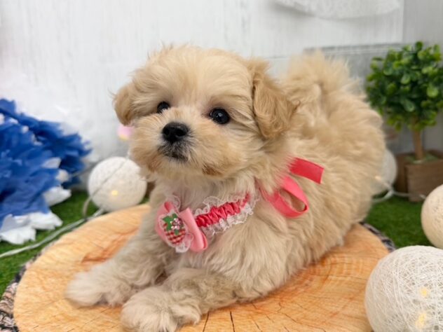 香川県のハーフ犬・ミックス犬 (ワンキャラット アミーゴ高松店/2026年1月6日生まれ/女の子/クリーム)の子犬の3枚目の画像