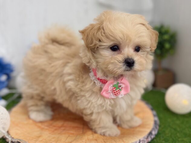 香川県のハーフ犬・ミックス犬 (ワンキャラット アミーゴ高松店/2026年1月6日生まれ/女の子/クリーム)の子犬の2枚目の画像