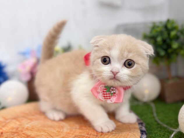 香川県のスコティッシュフォールド (ワンキャラット アミーゴ高松店/2026年1月8日生まれ/女の子/クリームタビーホワイト)の子猫の3枚目の画像