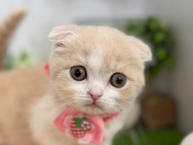 香川県のスコティッシュフォールド (ワンキャラット アミーゴ高松店/2026年1月8日生まれ/女の子/クリームタビーホワイト)の子猫の1枚目の画像