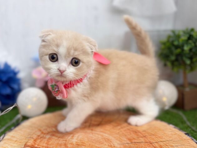 香川県のスコティッシュフォールド (ワンキャラット アミーゴ高松店/2026年1月8日生まれ/女の子/クリームタビーホワイト)の子猫の2枚目の画像