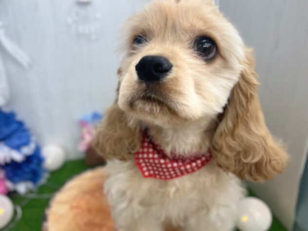 香川県のアメリカンコッカースパニエル (ワンキャラット アミーゴ高松店/2025年12月4日生まれ/男の子/バフ)の子犬の2枚目の画像