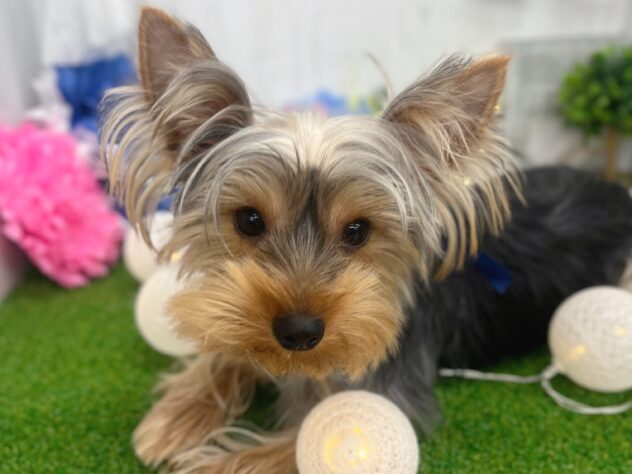 香川県のヨークシャーテリア (ワンキャラット アミーゴ高松店/2025年6月19日生まれ/男の子/スチールブルータン)の子犬の1枚目の画像